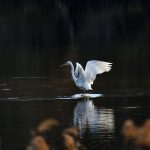 Common heron, nature, new — Atomic Wallet: Navigate Your Crypto Journey Seamlessly