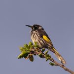 Bird, australian, nature — Atomic Wallet: Simplifying Your Crypto Journey