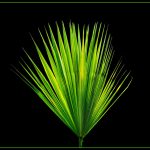 Palm leaf, new page, palm fronds — Atomic Wallet: The Essential Tool for Crypto Enthusiasts