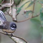 New zealand, native, bird — Discovering Bscscan: Your Essential Blockchain Navigator