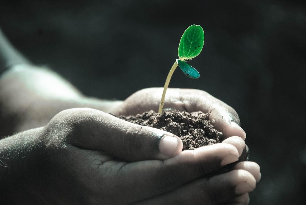 Hands, macro, plant — Experience Seamless Crypto Management with Ledger Live