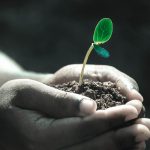 Hands, macro, plant — Experience Seamless Crypto Management with Ledger Live