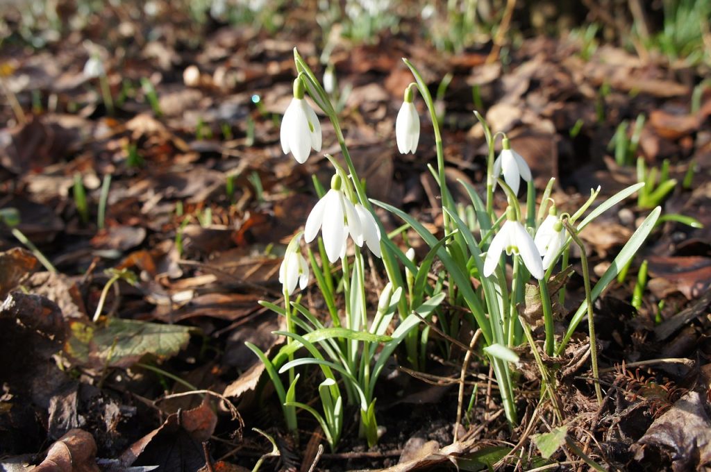 Spring flowers, new life, natural beauty — Experience Seamless Crypto Management with Ledger Live