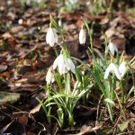 Spring flowers, new life, natural beauty — Experience Seamless Crypto Management with Ledger Live