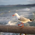 Seagull, bridge, ocean — Experience Seamless Crypto Management with Ledger Live