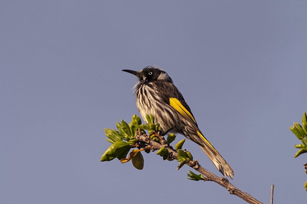 Bird, australian, nature — Experience Seamless Crypto Transactions with Ledger Live