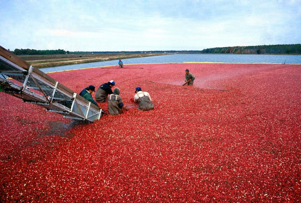 Cranberry, harvest, red — Experience Seamless Management with Ledger Live