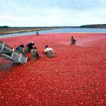 Cranberry, harvest, red — Experience Seamless Management with Ledger Live