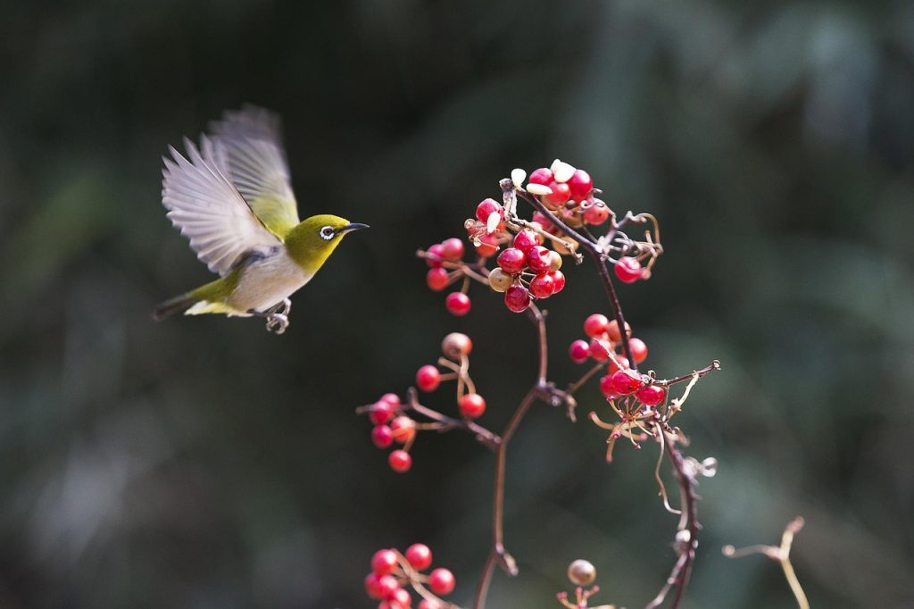 New, chickadee, fruit — Harnessing Bscscan for Optimized Crypto Trading