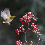 New, chickadee, fruit — Harnessing Bscscan for Optimized Crypto Trading