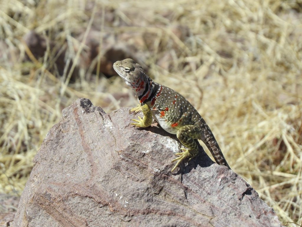 Lizard, reptile, colorful — Harnessing Bscscan for Strategic Crypto Investments