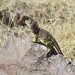 Lizard, reptile, colorful — Harnessing Bscscan for Strategic Crypto Investments