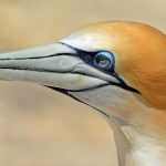 Northern gannet, bird, animal — Harnessing Bscscan for Strategic Investment Decisions