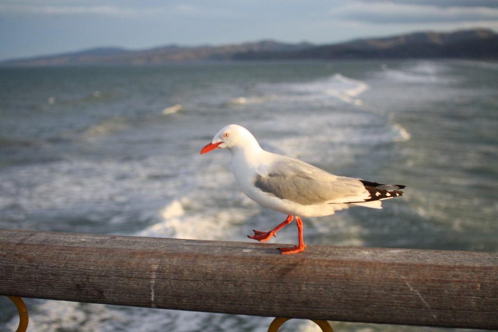 Seagull, bridge, ocean — Harnessing the Full Potential of Bscscan for Traders