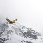 Bird, mountain, kea — Harnessing the Power of Bscscan for Crypto Enthusiasts