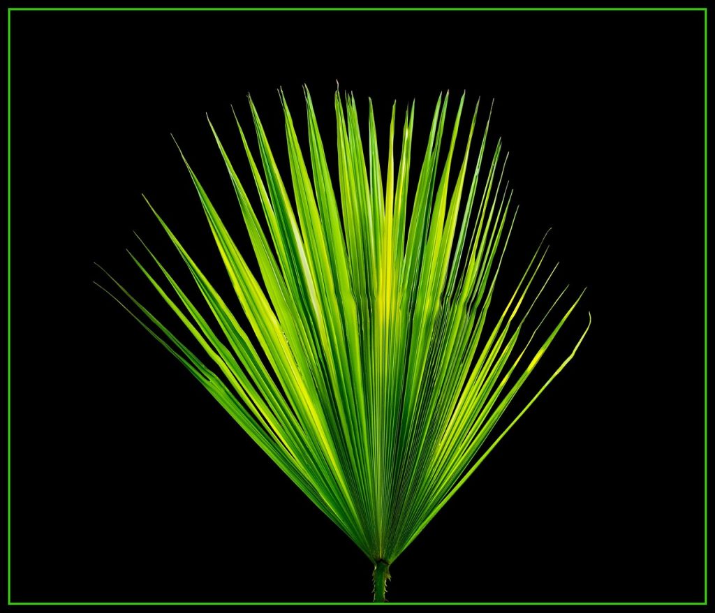 Palm leaf, new page, palm fronds — Mastering Raydium: A Comprehensive Guide to Crypto Swaps