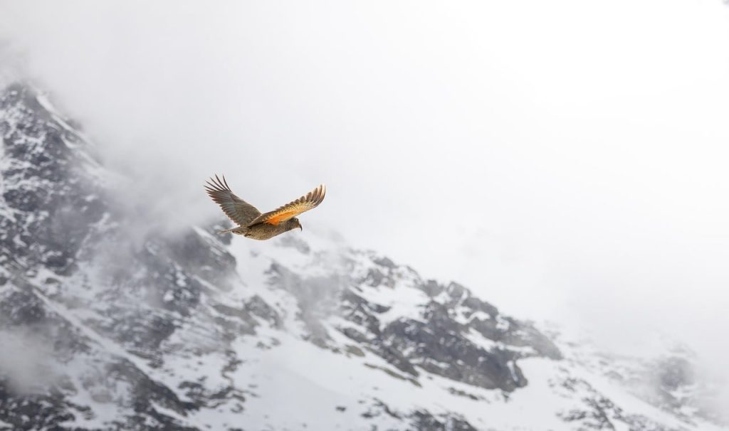 Bird, mountain, kea — Mastering Raydium: A Comprehensive Guide to Swaps