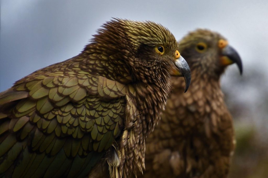 Bird, animal, mountain parrot — Mastering Raydium: Unleashing Next-Level Swap Efficiency