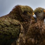 Bird, animal, mountain parrot — Mastering Raydium: Unleashing Next-Level Swap Efficiency