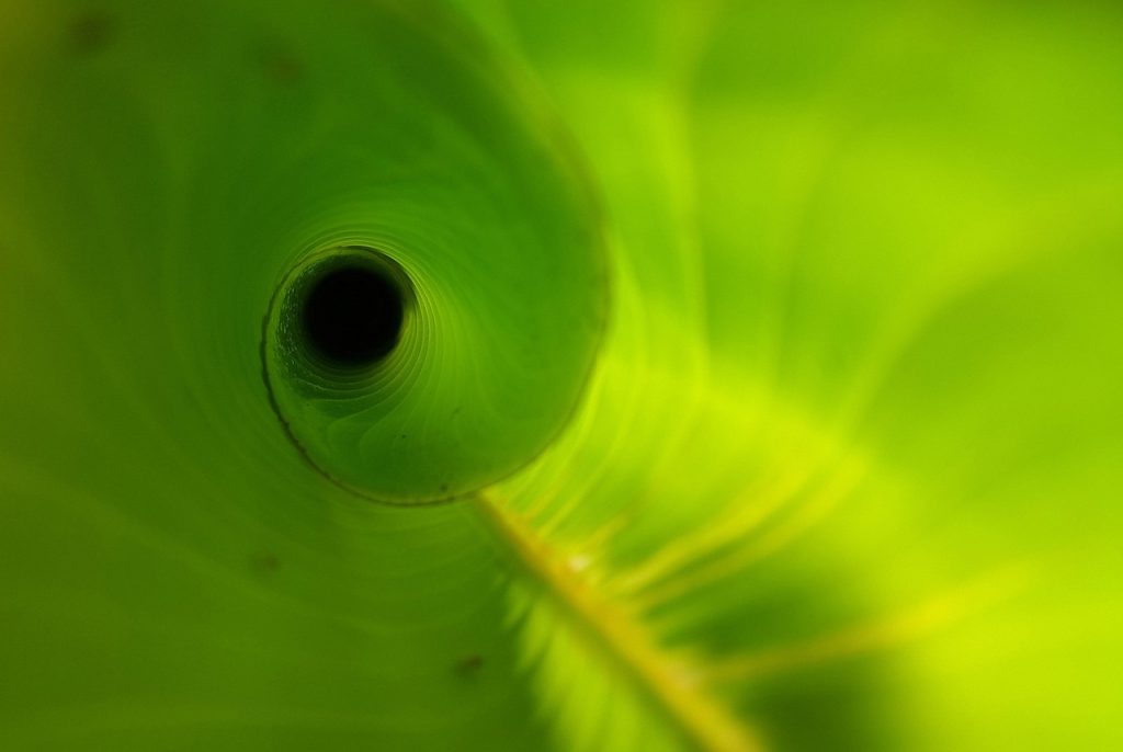 Heliconia leaf, unfurling, new — Mastering the Art of Crypto Swaps with Raydium