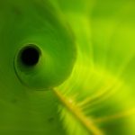 Heliconia leaf, unfurling, new — Mastering the Art of Crypto Swaps with Raydium