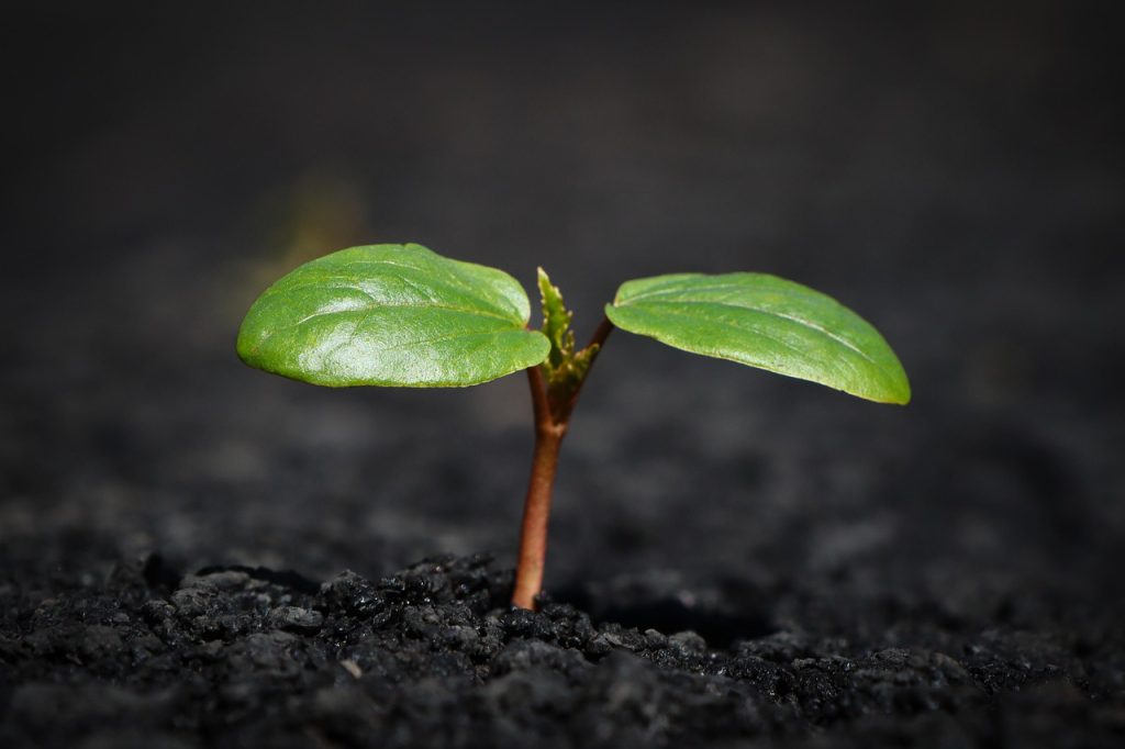 Plant, nature, growth — Mastering the Art of Crypto Swaps with Raydium