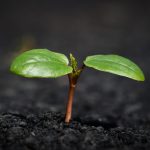 Plant, nature, growth — Mastering the Art of Crypto Swaps with Raydium
