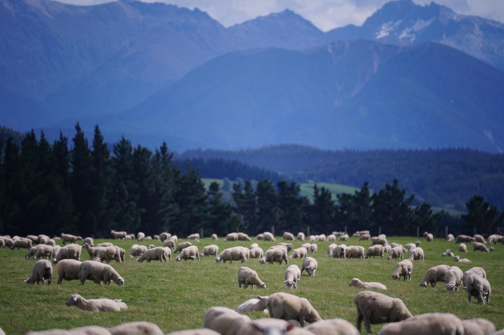 Sheep, new zealand, farm — Mastering the Raydium Experience for Traders