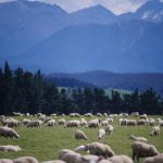 Sheep, new zealand, farm — Mastering the Raydium Experience for Traders