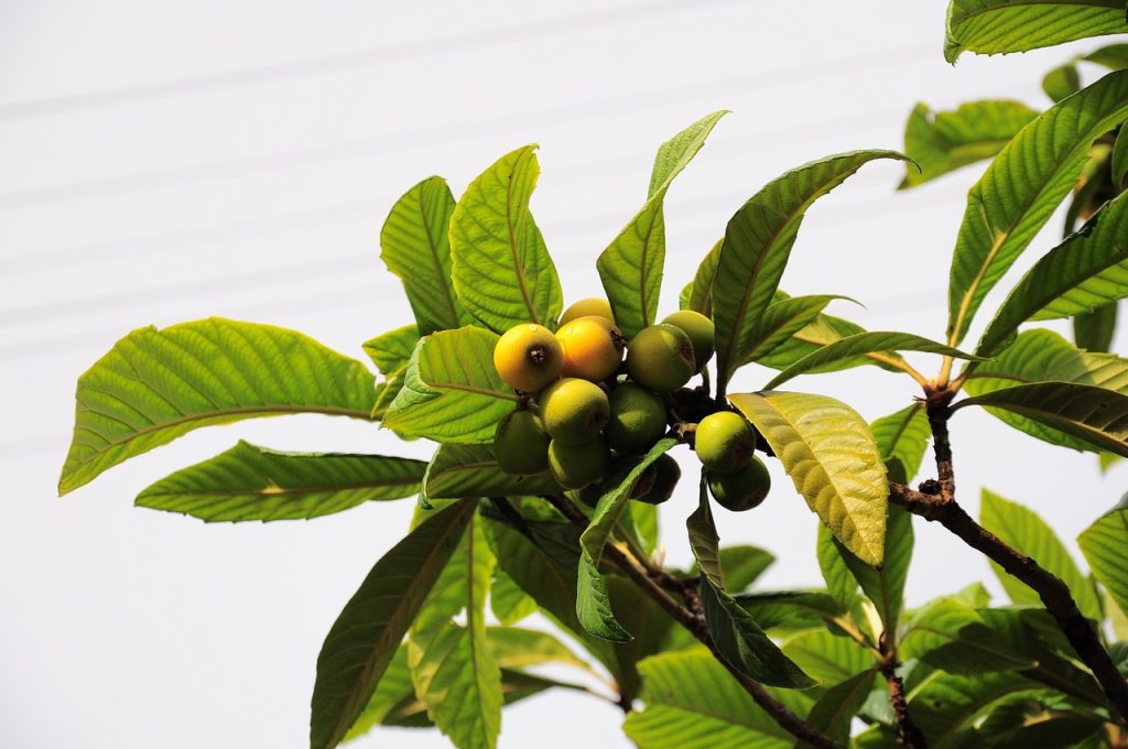 Malta plum, new world, new world fruit — motolandim Comprar usados Carros Carros a venda OLX Portugal
