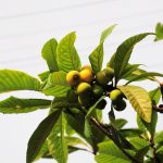 Malta plum, new world, new world fruit — motolandim Comprar usados Carros Carros a venda OLX Portugal