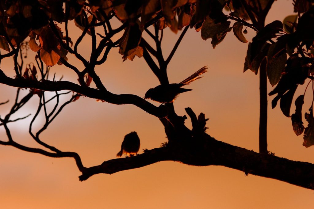 New zealand fantail, birds, silhouette — PEUGEOT PORTUGAL