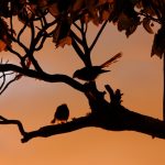 New zealand fantail, birds, silhouette — PEUGEOT PORTUGAL