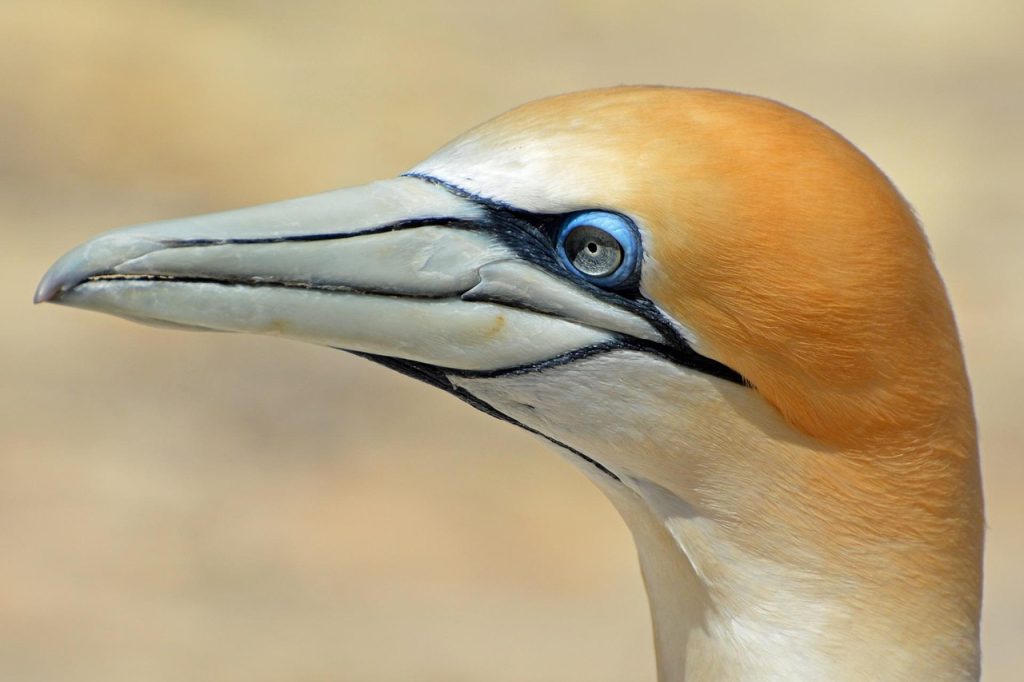 Northern gannet, bird, animal — Test post title