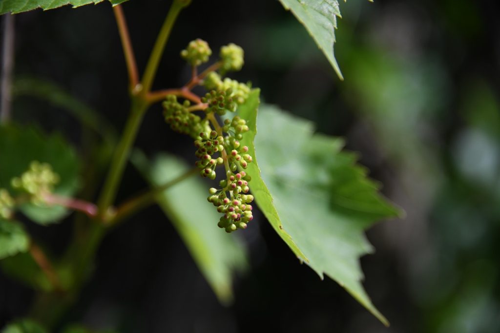Vine, grape, unripe — Unleashing New Possibilities with Jupiter Swap