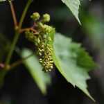 Vine, grape, unripe — Unleashing New Possibilities with Jupiter Swap