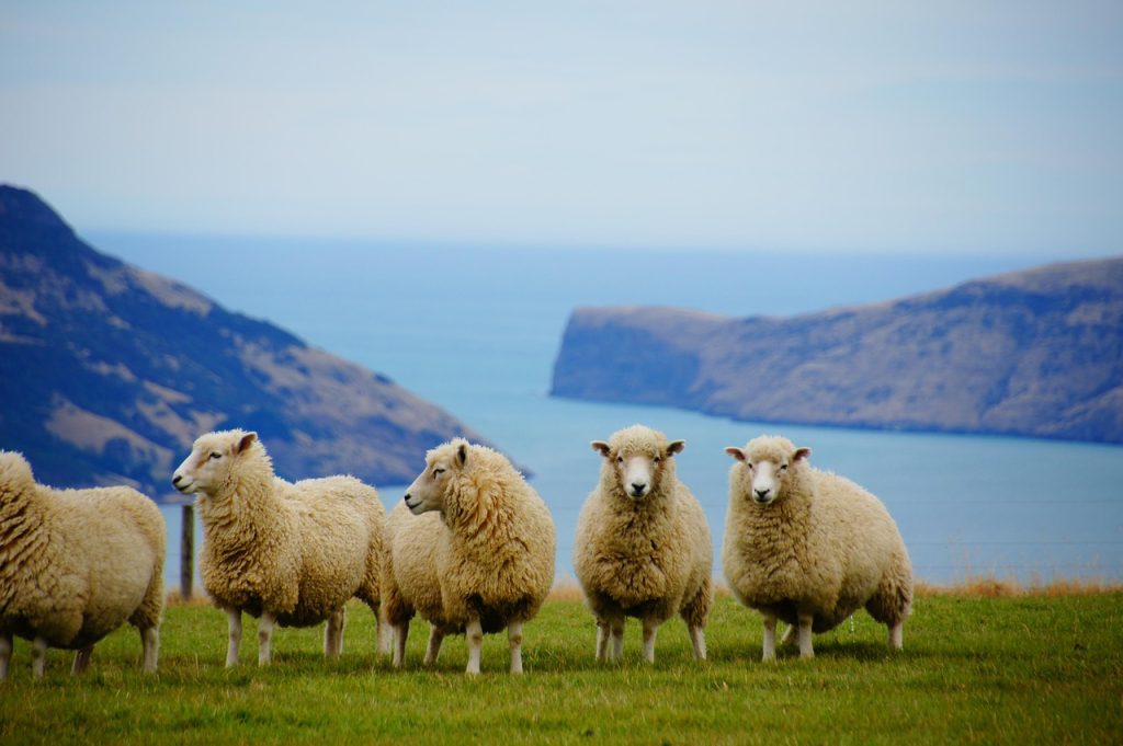New zealand, sea, nature — Unleashing Potential: Why Choose Jupiter Swap for Trading