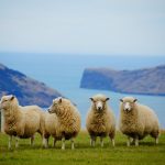 New zealand, sea, nature — Unleashing Potential: Why Choose Jupiter Swap for Trading