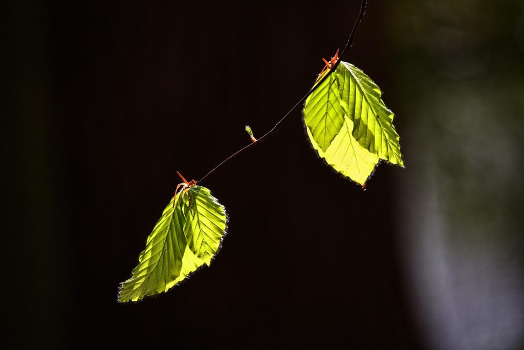 Leaf, foliage, twig — Unleashing Potential with Jupiter Swap for Traders
