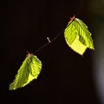 Leaf, foliage, twig — Unleashing Potential with Jupiter Swap for Traders