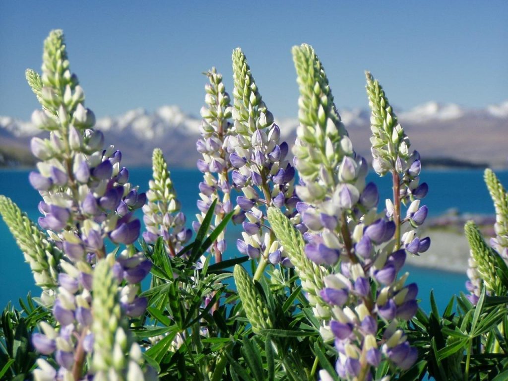 Lupinias, nature, new zealand — Unleashing the Advantages of Jupiter Swap for Traders