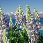 Lupinias, nature, new zealand — Unleashing the Advantages of Jupiter Swap for Traders