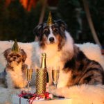 New year's day, sylvester, new year's eve 2015 — VegaStars Australia Successful Growth Since 2026 Launch